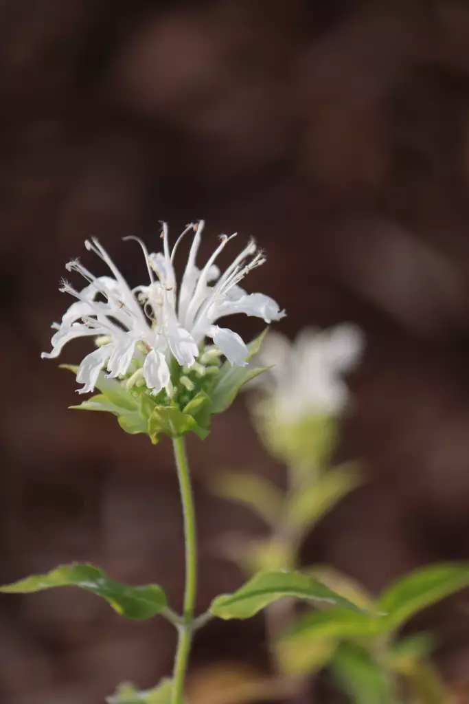 Monarda didyma 'Schneewittchen' - Muut perennat - 103915 - 1