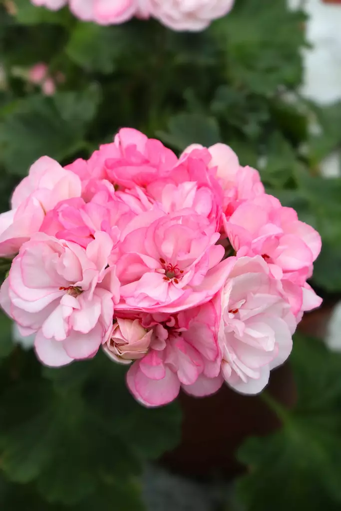 Pelargonium Survivor Idols® Paperbloom - Pelargonit - 104365 - 1