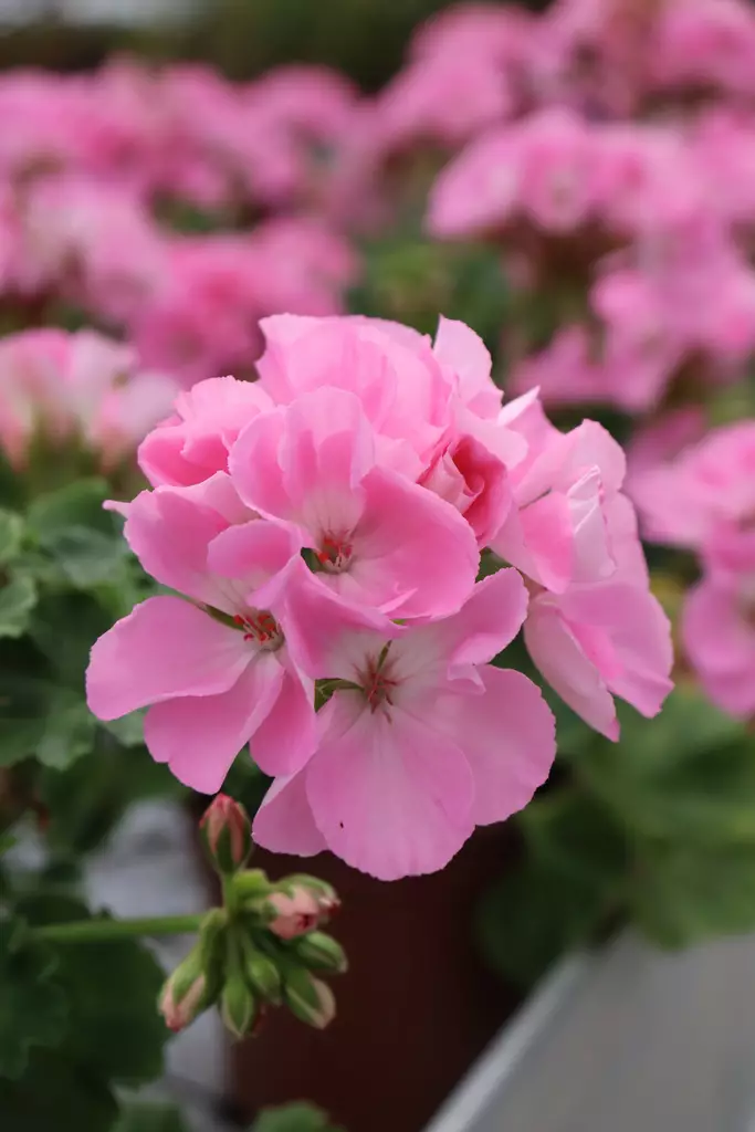 Pelargonium zonale - Pelargonit - 101635 - 1