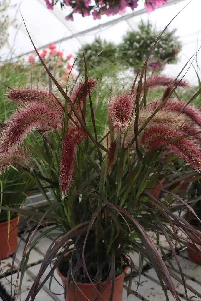 Pennisetum advena 'Rubrum' / 'Fireworks' - Muut kesäkukat - 103335 - 1