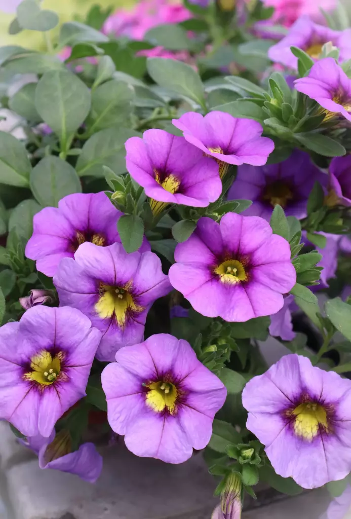Petunia Calibrachoa (Million Bells) - Muut kesäkukat - 101645 - 1