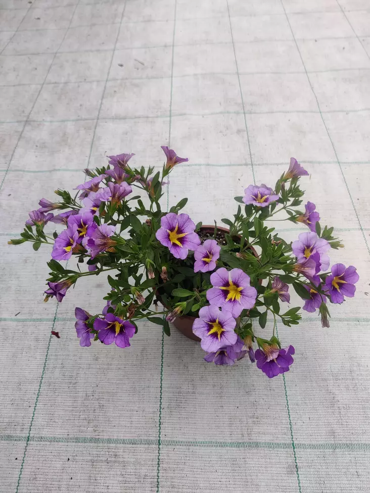 Petunia Calibrachoa (Million Bells) - Muut kesäkukat - 101645 - 1