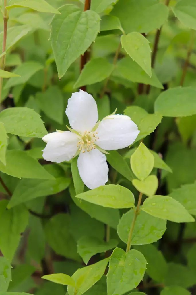 Philadelphus x lemoinei - Jasmikkeet - 104845 - 1