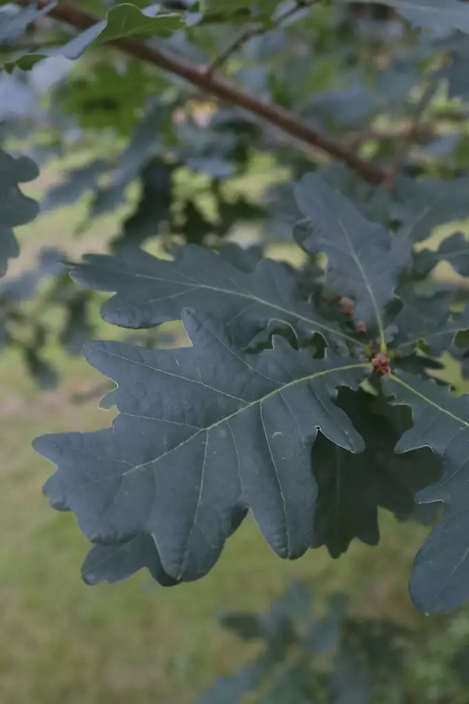 Quercus robur - Muut puut - 100325 - 1