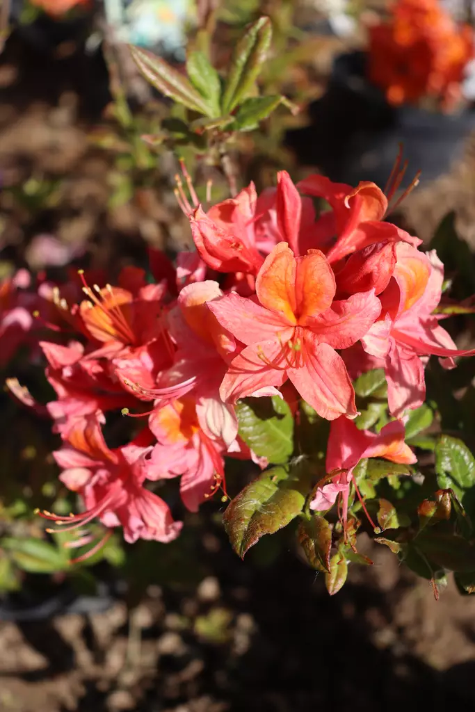 Rhododendron 'Aamurusko' - Atsaleat - 100255 - 1