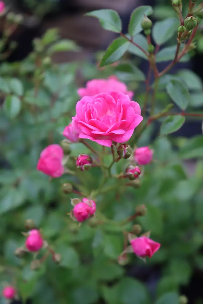 Rosa 'Lovely Fairy' - Maanpeiteruusut - 100395 - 1
