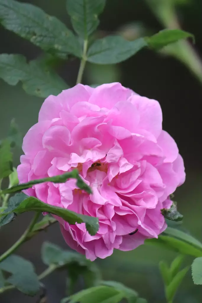 Rosa 'Thèrése Bugnet' - Pensasruusut - 100465 - 1