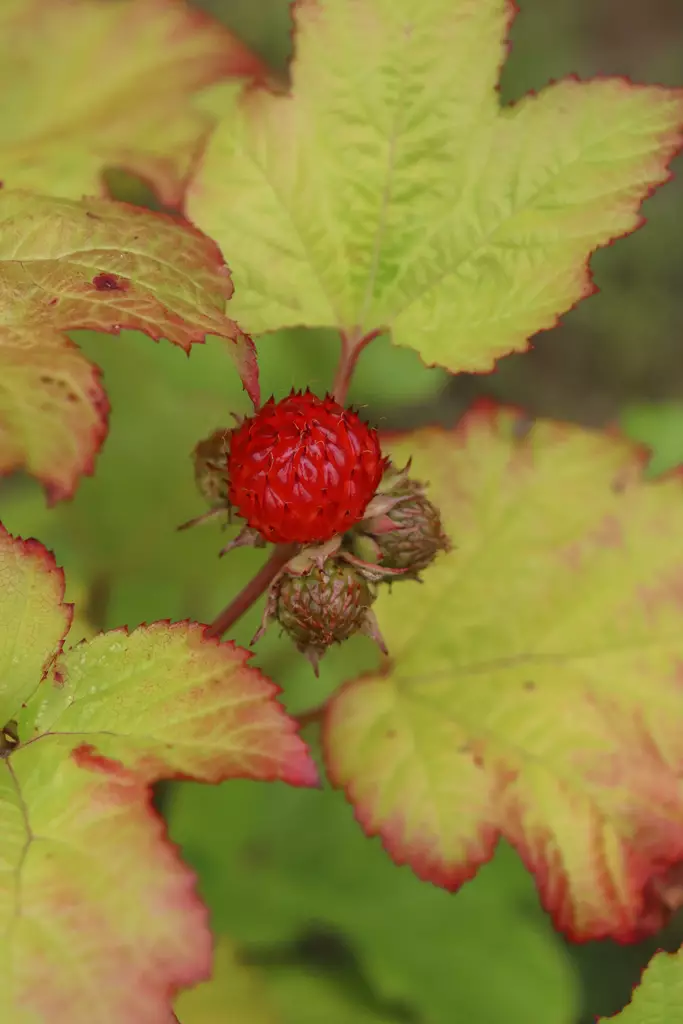 Rubus idaeus 'Raspbeary'® - Vadelmapensaat - 104725 - 1