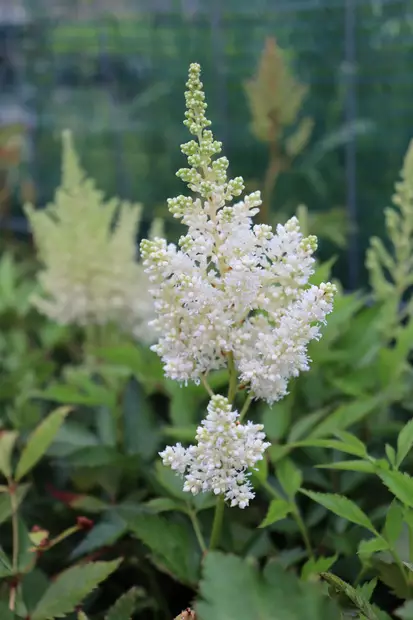 Astilbe arendsii 'Weisse Gloria' - Jaloangervot - 101146 - 1