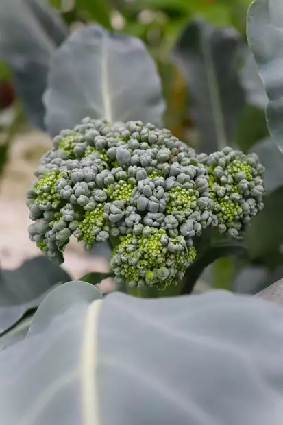 Brassica oleracea Italica-Group - Muut vihannestaimet - 104966 - 1