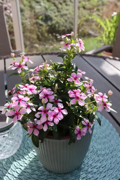Catharanthus (Vinca) roseus SOIREE™ - Muut kesäkukat - 104896 - 1