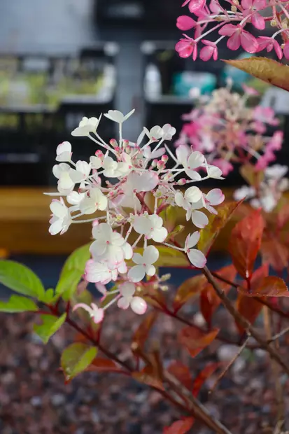 Hydrangea paniculata Fire Light TinyBit® - Hortensiat - 102936 - 1