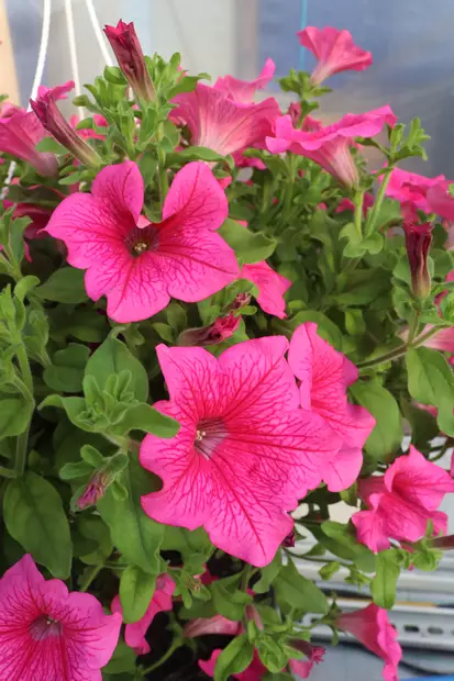 Petunia 'Surfinia' / 'Potunia' / ... - Muut kesäkukat - 101646 - 2