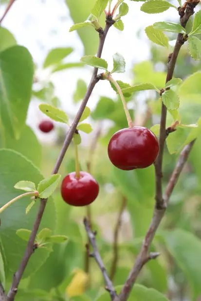 Prunus cerasus 'Carmine Jewel' - Hapankirsikkapuut - 100806 - 1