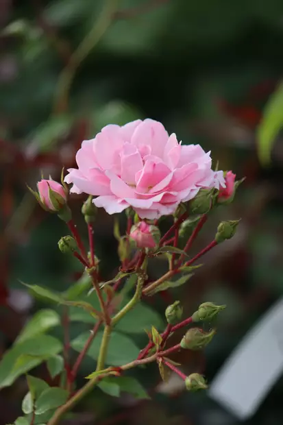 Rosa 'Bonica' - Ryhmäruusut - 100376 - 2