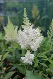 Astilbe arendsii 'Weisse Gloria' - Jaloangervot - 101146 - 1