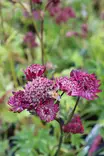 Astrantia major 'Red Sparkling Stars' - Muut perennat - 104916 - 2