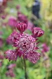Astrantia major 'Red Sparkling Stars' - Muut perennat - 104916 - 1