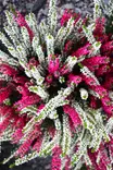 Calluna Twin - Syyskukat - 102646 - 1