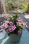 Catharanthus (Vinca) roseus SOIREE™ - Muut kesäkukat - 104896 - 1