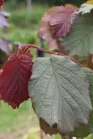 Corylus maxima 'Juningia' - Muut koristepensaat - 104186 - 1