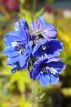 Delphinium x cultorum 'Blue Bird' - Muut perennat - 101176 - 1