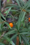 Hippophae rhamnoides 'Eva' - Tyrnipensaat - 104156 - 1
