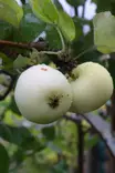 Malus domestica 'Valkeakuulas' - Kesäomenapuut - 100746 - 1