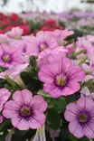 Petunia 'Surfinia' / 'Potunia' / ... - Muut kesäkukat - 101646 - 3
