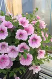 Petunia 'Surfinia' / 'Potunia' / ... - Muut kesäkukat - 101646 - 1