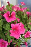 Petunia 'Surfinia' / 'Potunia' / ... - Muut kesäkukat - 101646 - 2