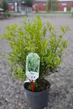 Phillyrea angustifolia - Muut koristepensaat - 104726 - 1