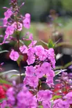 Phlox maculata 'Alpha' - Leimut - 101006 - 1