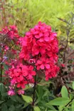 Phlox paniculata 'Early Red' - Leimut - 104926 - 1