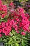 Phlox paniculata 'Early Red' - Leimut - 104926 - 2