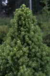 Picea glauca 'Conica' - Kuuset - 102676 - 1