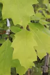 Quercus rubra - Muut puut - 100326 - 1