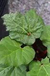 Rheum rhabarbarum Everbarber® 'Cropstar® - Muut marjapensaat - 104976 - 1
