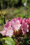 Rhododendron Suvi - Alppiruusut - 100246 - 1