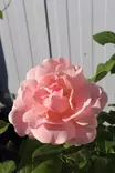 Rosa 'Astrid Lindgreni' - Ryhmäruusut - 102956 - 1
