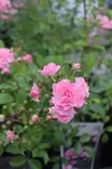 Rosa 'The Fairy' - Maanpeiteruusut - 100396 - 2