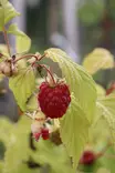 Rubus idaeus PRIMEBERRY® 'Autumn Happy®' - Vadelmapensaat - 104796 - 1