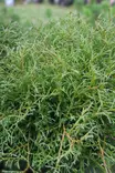 Thuja occidentalis 'Mr Bowling Ball' - Tuijat - 104786 - 1