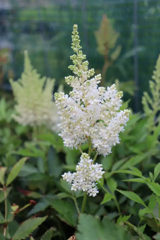 Astilbe arendsii 'Weisse Gloria' - Jaloangervot - 101146 - 1