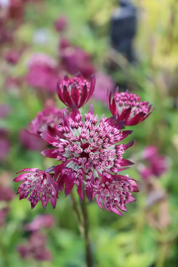Astrantia major 'Red Sparkling Stars' - Muut perennat - 104916 - 1