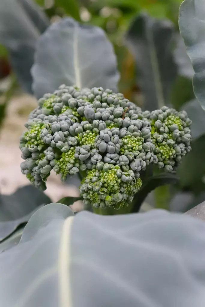 Brassica oleracea Italica-Group - Muut vihannestaimet - 104966 - 1