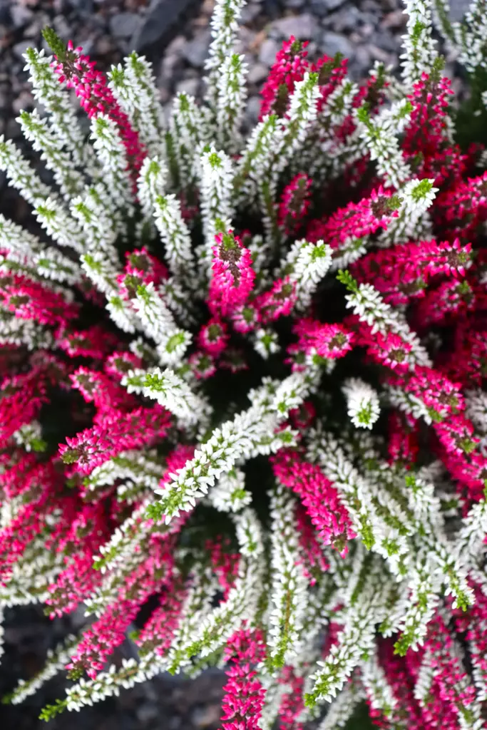 Calluna Twin - Syyskukat - 102646 - 1