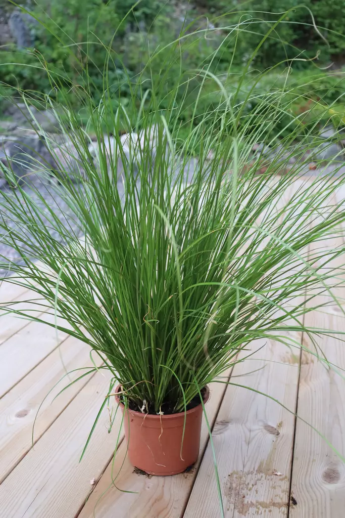 Carex howardii ColorGrass® Phoenix Green - Muut kesäkukat - 104986 - 1