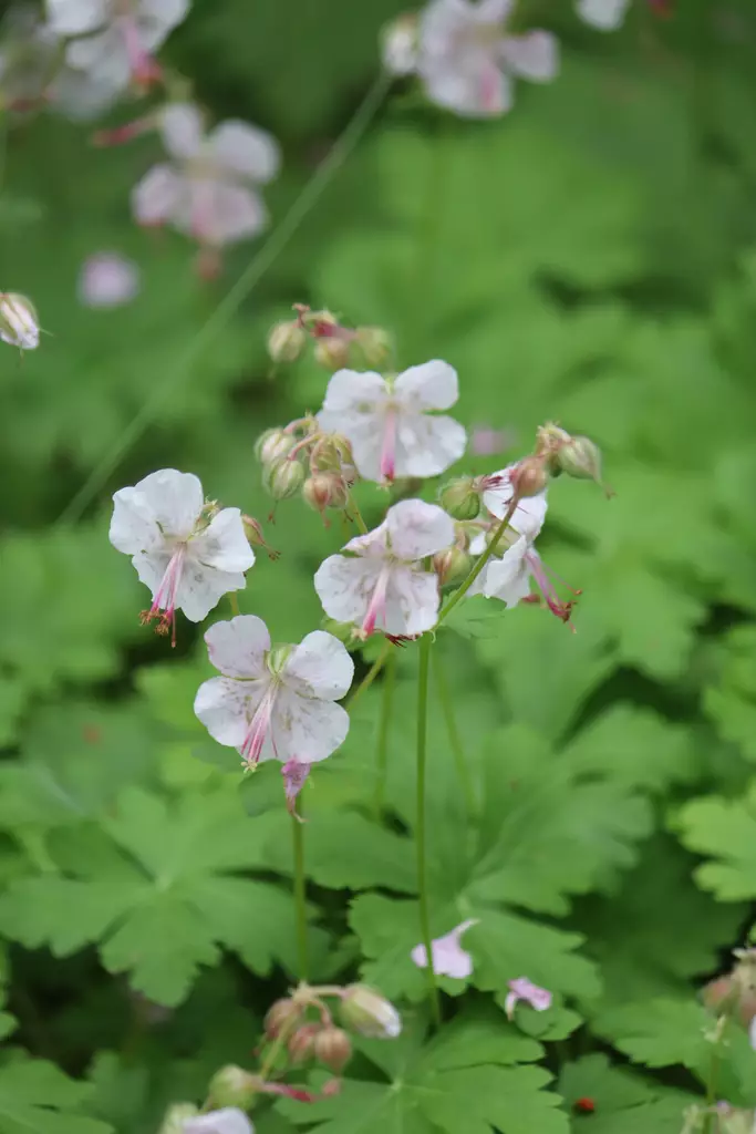 Geranium cantabrigiense 'Biokovo' - Kurjenpolvet - 105036 - 1