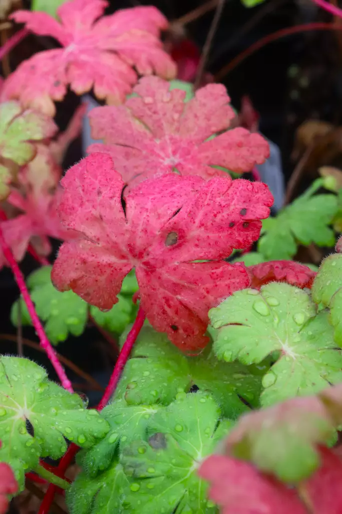 Geranium macrorrhizum 'Spessart' - Kurjenpolvet - 103026 - 1